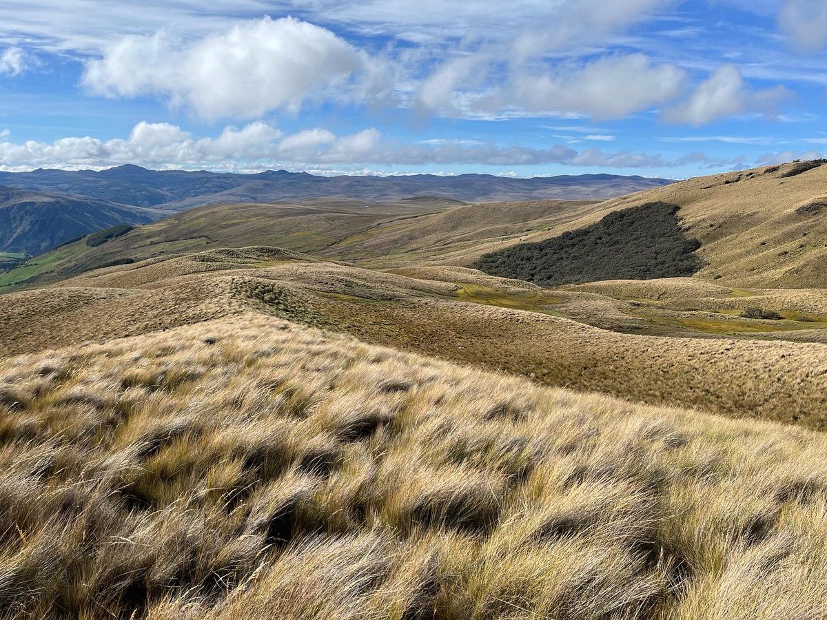 About to return from a month long expedition to Ecuador studying birds in the high Andean Polylepis forests. Those are magical places although very tough to work in. Many of the birds survive with super small population sizes. <a href="/Macroecology/">CMEC</a> <a href="/Carsten_Rahbek/">Carsten Rahbek</a> <a href="/VILLUMscience/">Science at VILLUM</a>
