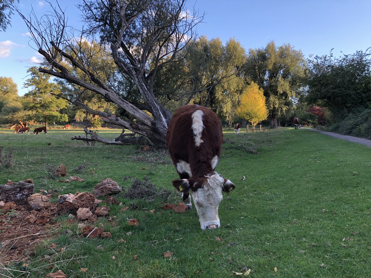 Cambridge Cows tweet media