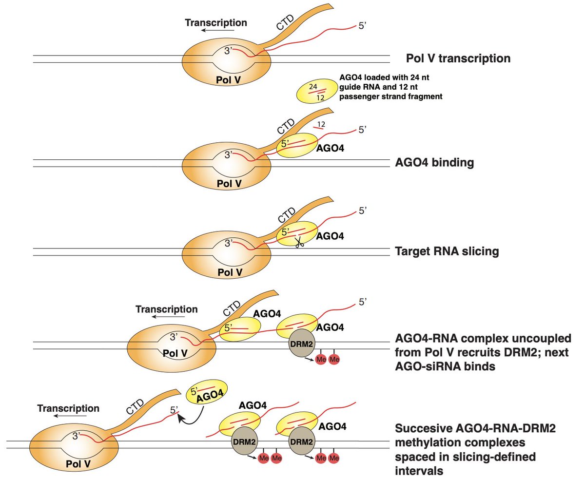 Mechanisms of AGO4 slicing-enhanced RNA-directed DNA methylation
biorxiv.org/content/10.110…