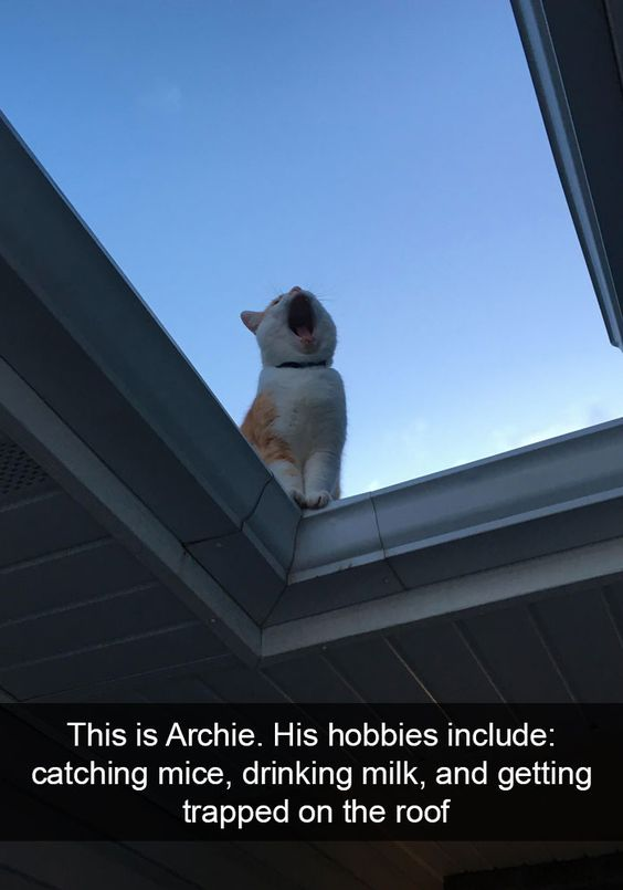 WholesomeMeme's tweet photo. https://t.co/sgHn9uPSRn