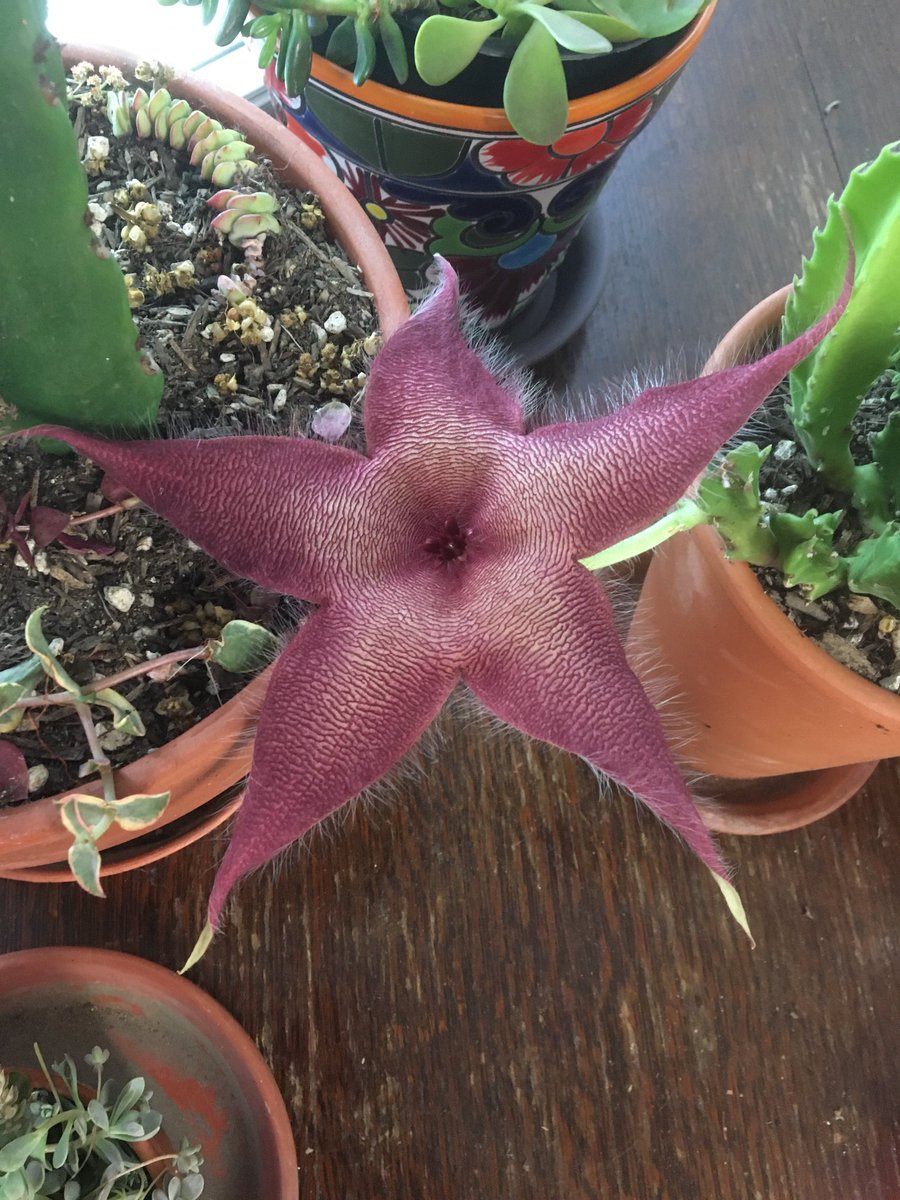 A star 🌟 is born! 💫