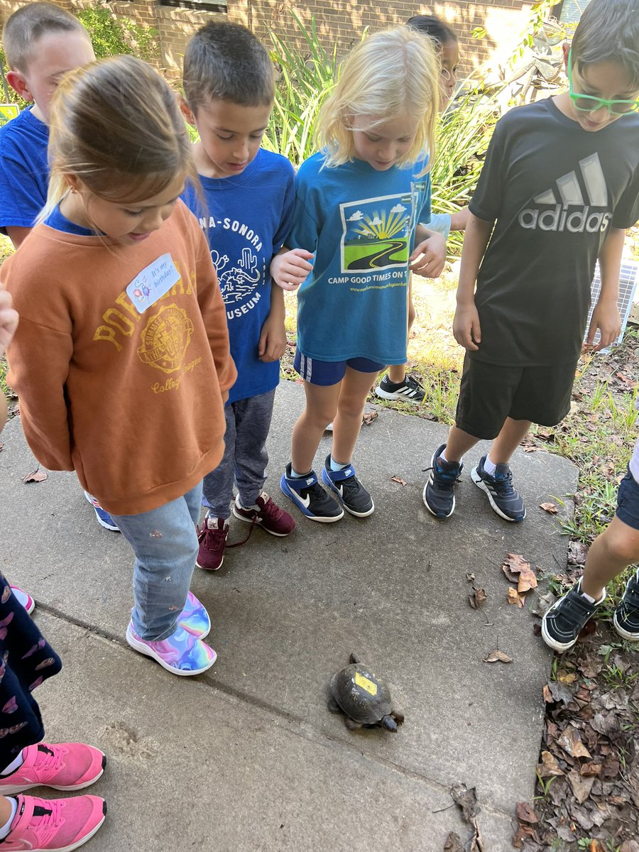 MsErath_LAES's tweet photo. We spotted a turtle in the courtyard during lunch on Friday! @LakeAnneES https://t.co/akUt9fVerm