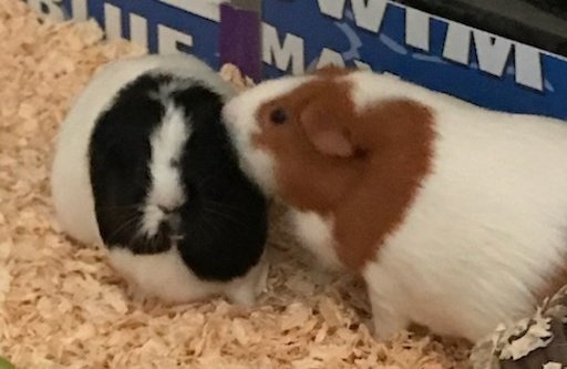 DAISYLittleOne1's tweet photo. Hoom got an update on #MamaElinor #BigSisMerida #babyPhoebe β€οΈ https://t.co/insnqNr7t0