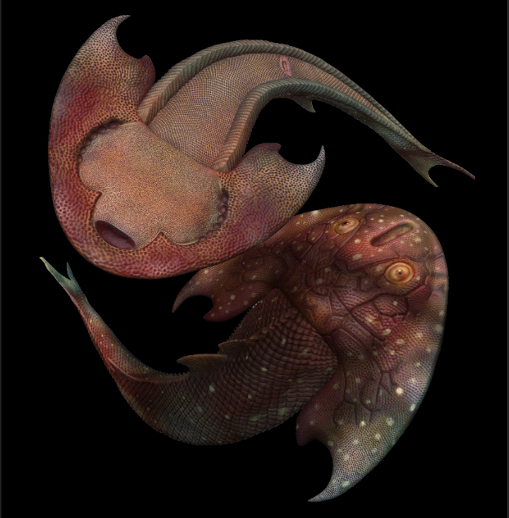 osteichthyan's tweet photo. My first try in Tweet. Life restoration of Tujiaaspis vividus, a 416 million years old jawless fish shedding light on the origin of vertebrate paired appendages, like a Taiji (Tai Chi) symbol @Ferron_HG @glpcjd @evopalaeo https://t.co/0kVmPcbKGv