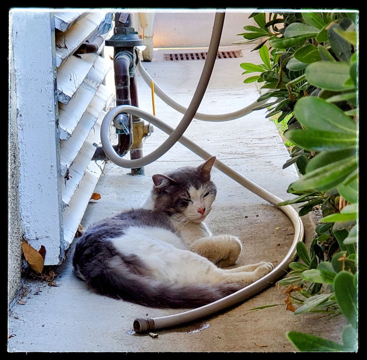 RealJoAnnBush's tweet photo. #Caturday π is brought to you by #Figley πΊ, the #GardenKitty π±πΈπ±! π»
Does your Neighborhood have a Garden #Kitty π, too? π
Pic: #JamminJo / #JoAnnBush 2022 πΈ
#LosAngeles #CA #CatsOfTwitter ππ #CatsOnTwitter πΊπΊ #MeowMeow #Cats #KittyCat #meow #CatsvsDogs #FurBall https://t.co/YbDEZ4Whvt