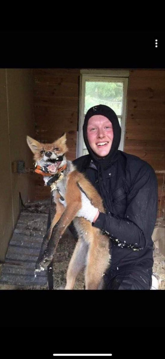 AcunaKarlsson's tweet photo. Fast lika glad för det är jag men gladast är nog räven https://t.co/T8BlAP5vVY