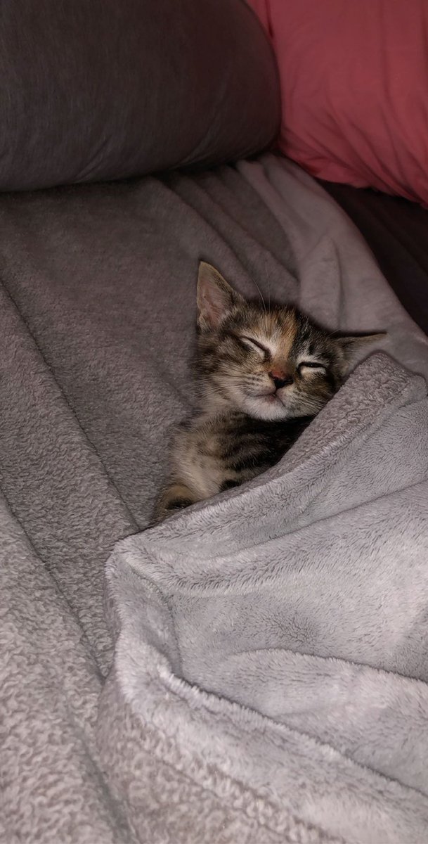 JoeCRG98's tweet photo. Wish my cat was still this small 🙃 #CuteCats #Caturday #kittensoftwitter https://t.co/gKtb2bl7u7