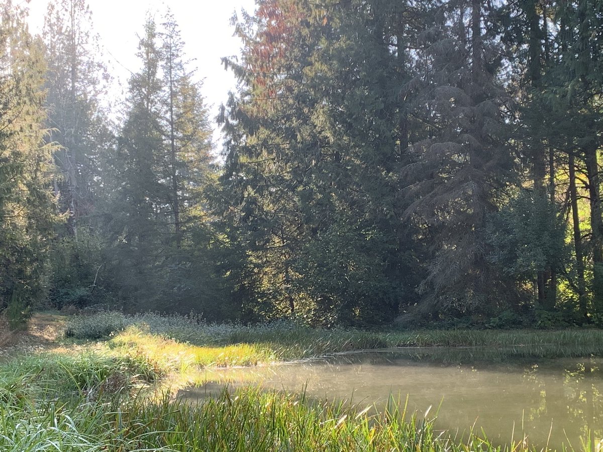 Aquila_Phoenix's tweet photo. Back in the woods so pics of the week returns!! https://t.co/uz9NBITUW6