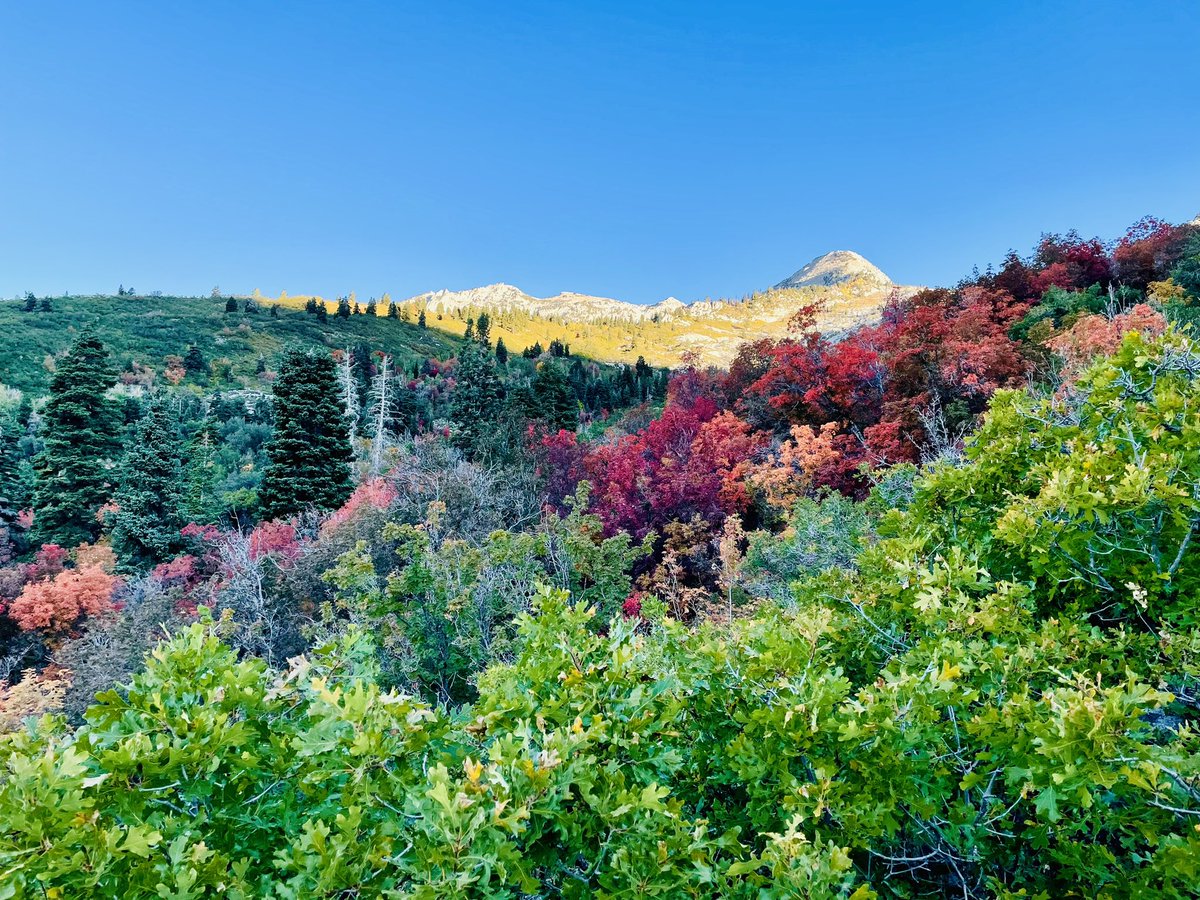 The Hamongogs #walkthewasatch walkthewasatch.wordpress.com