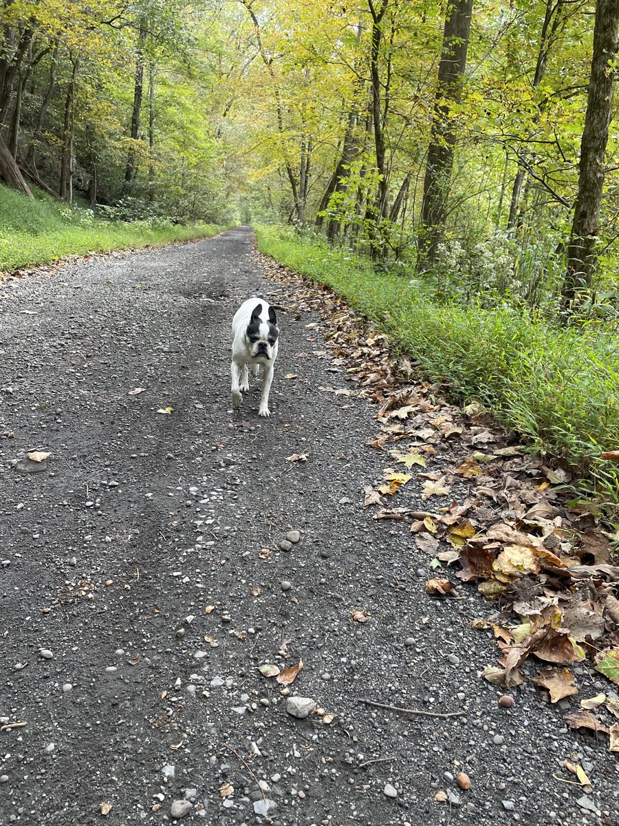 Had a great hike this morning on the Elk River Trail with Banjo the dog.