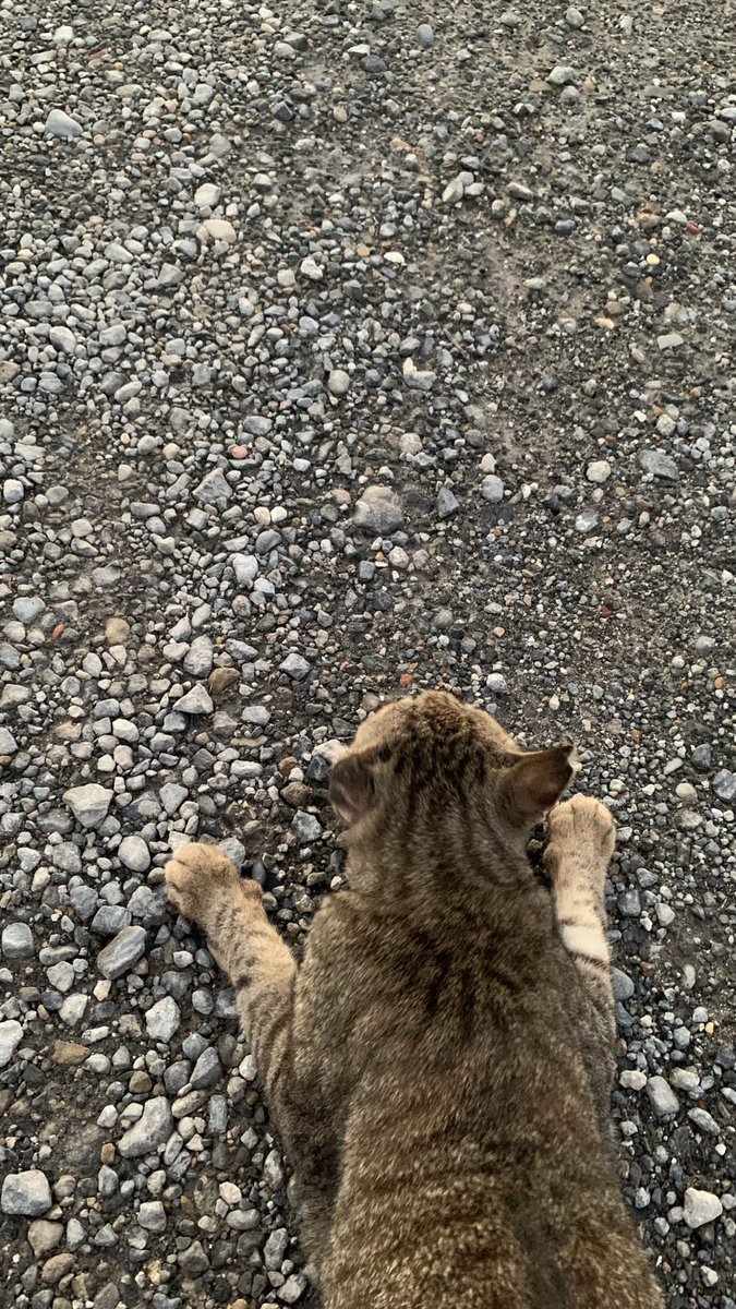 おすもうペット (@osmopet) on Twitter photo 