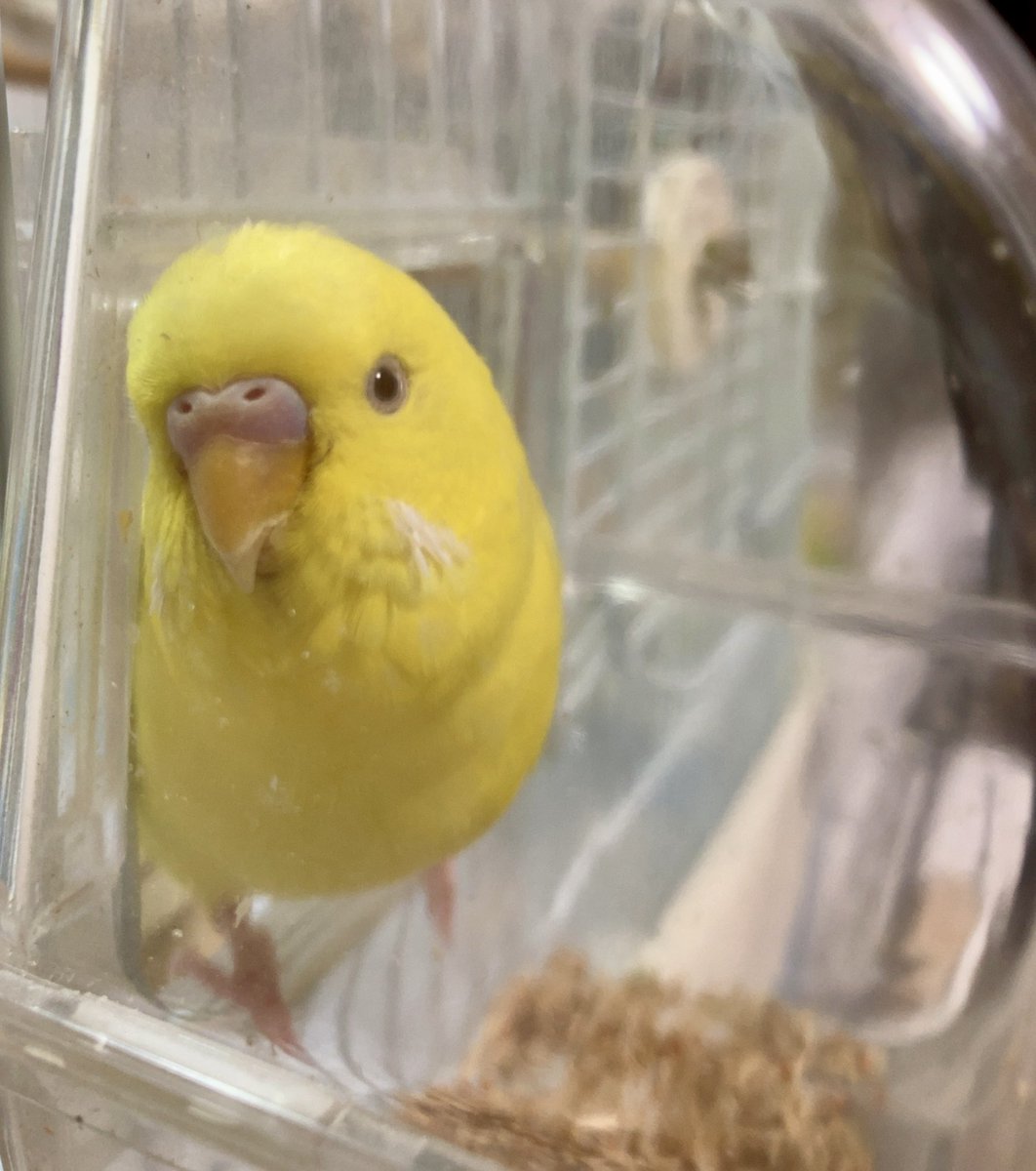 0_taco_0's tweet photo. 飼い主を見に来たおむ https://t.co/86h0lnv2wT