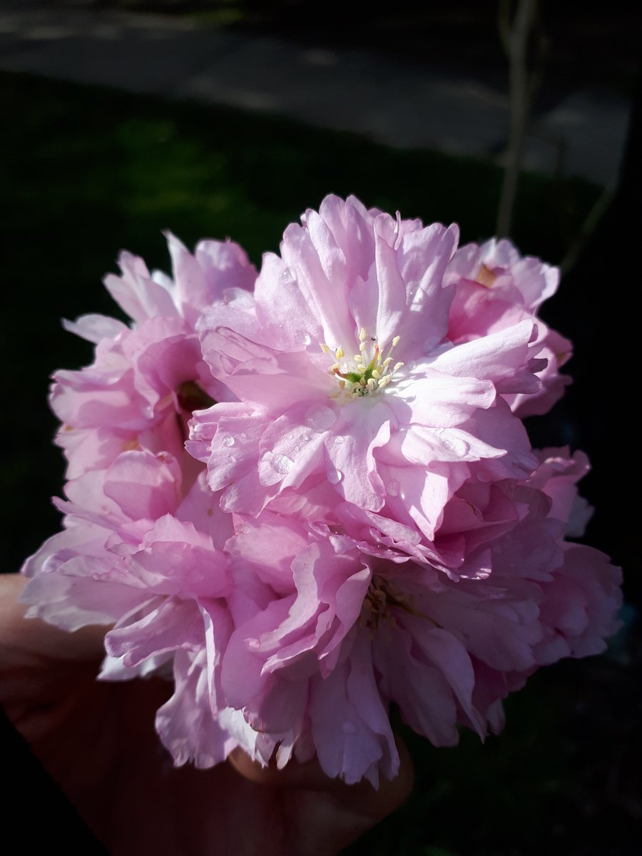 Carla Frenkel for Parks Board! These double petal cherry blossoms are from Queen Elizabeth park :) #carla4parks #gardens #vanpoli #vanelxn #vision #vancouver #204