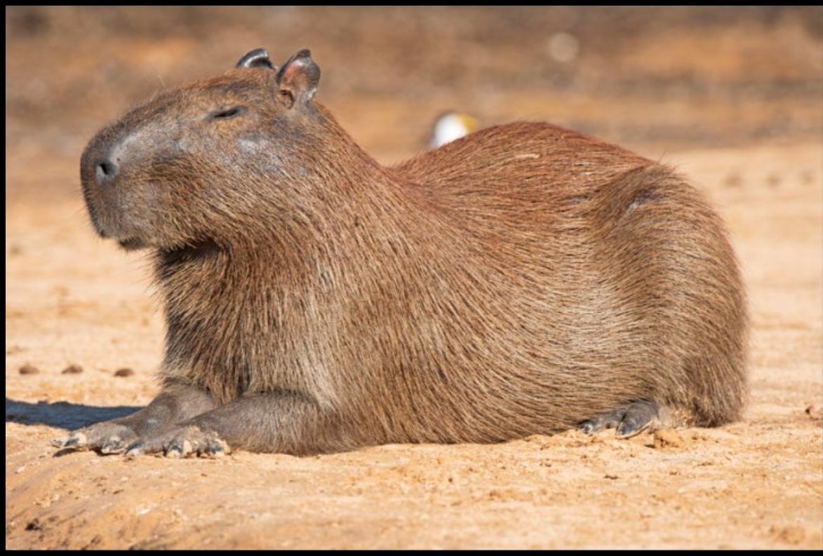 phantomtoll's tweet photo. Guinea big? Best wrong name for animals... Anyone? #getitwrong #animalerrors #joinin #rodont https://t.co/VA0BXDyBZs