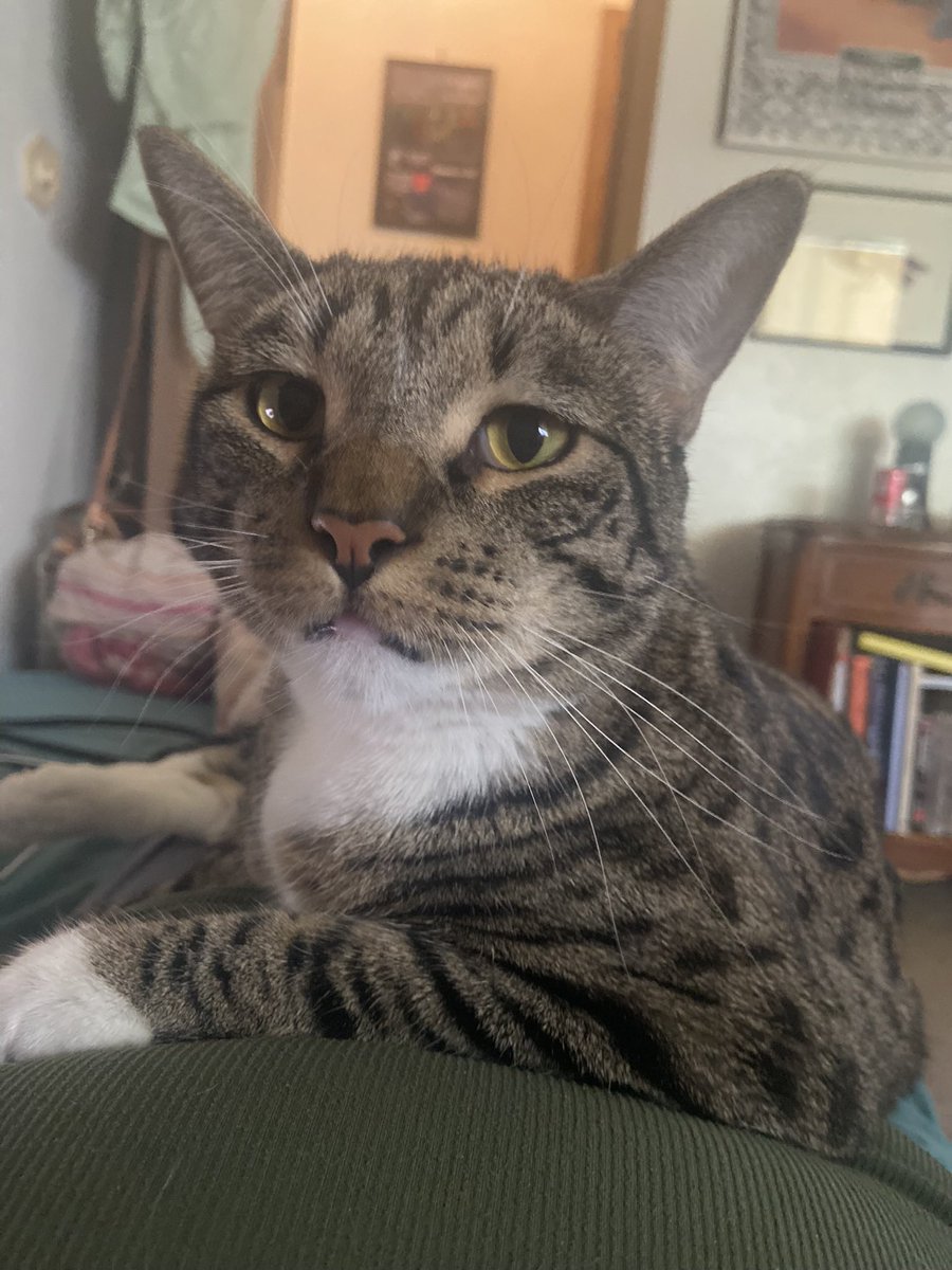 PureBredBootsy's tweet photo. @ScottStories He has the most incredible facial expressions and LOVES to play hide and seek 💕💕💕 love my little man so much https://t.co/4hrK5NRnRH