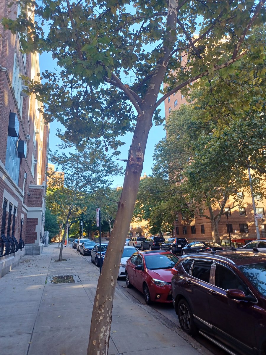 Mr_BurnDatloud2's tweet photo. Is it me or does this tree have a weird creepy face on the side of it? Zoom in to see it.. #spookymonth #SpookySeason #SpookyTree #AlwaysLookup #Youneverknowwhat #you will Find @StarsofSugar @redrum_coke @AngelOfCannabis @nyhardhat1 @GodsMoron @LARRYIRBY6 @BudFaery https://t.co/dky7fsxWHg