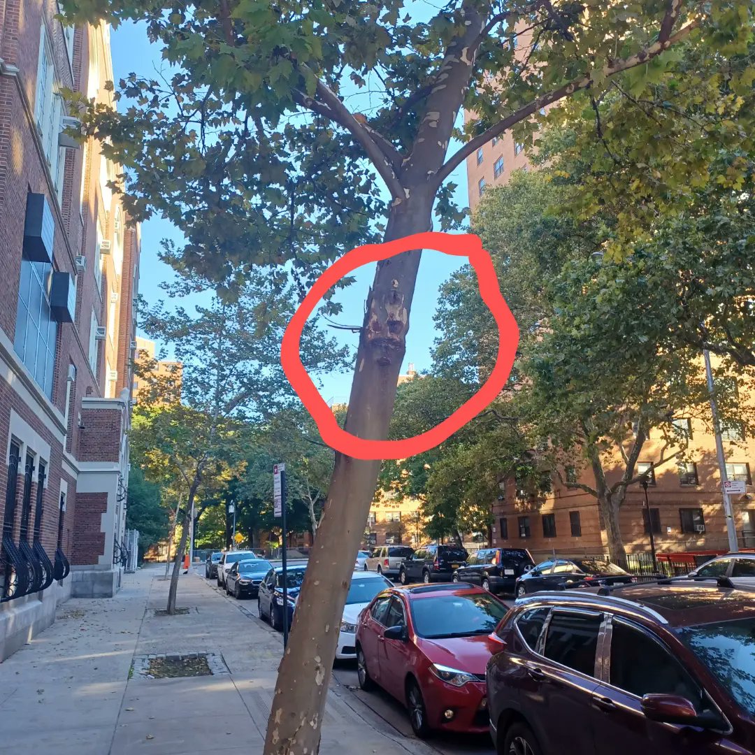 Mr_BurnDatloud2's tweet photo. Is it me or does this tree have a weird creepy face on the side of it? Zoom in to see it.. #spookymonth #SpookySeason #SpookyTree #AlwaysLookup #Youneverknowwhat #you will Find @StarsofSugar @redrum_coke @AngelOfCannabis @nyhardhat1 @GodsMoron @LARRYIRBY6 @BudFaery https://t.co/dky7fsxWHg