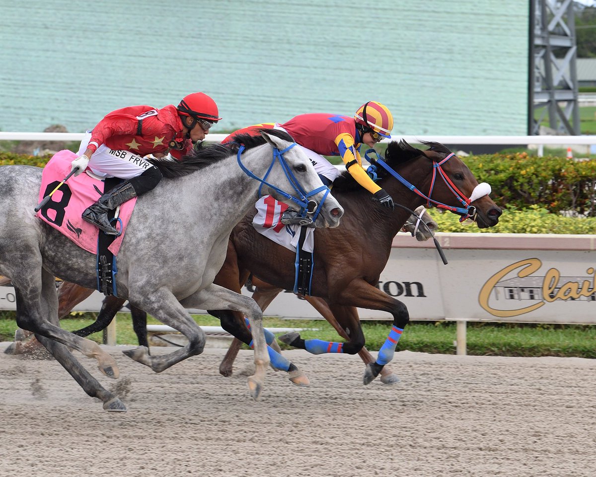GulfstreamPark's tweet photo. Mudshaft, with Ailsa Morrison @LCjockette, wins a thrilling finish in the 9th race for trainer @MJWHorseRacing. #GulfstreamPark #SunshineMeet https://t.co/PhQfv6RmRW