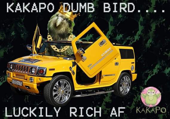 SpaceKees1001's tweet photo. @101whaale The Kakapo can't get laid so it smashes Rocks! #KAKAPO #KAKA #BSC #ETH #DOGE #ADA #CROGE #MRI #CULT #100XGEMS #1000Xgems #DOGE #SHIB #CATCOIN #SHIBA #FEG #DAO #squidgrow @KakapoBSC https://t.co/EhrARwycN0