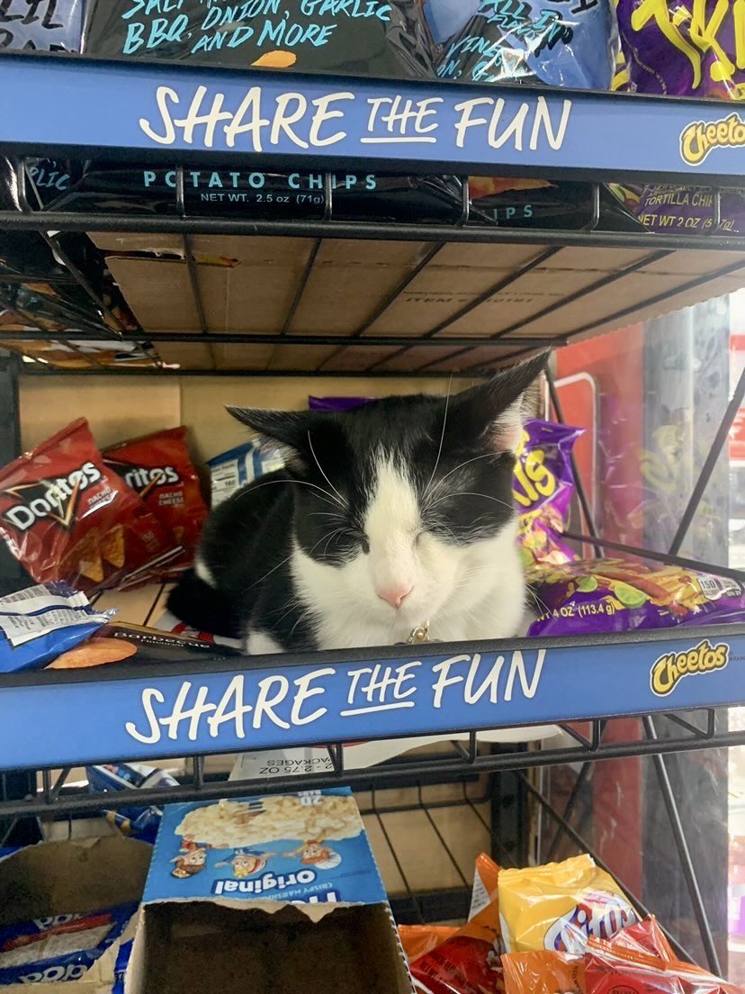 Bodegacats_'s tweet photo. https://t.co/ijitfRK39J