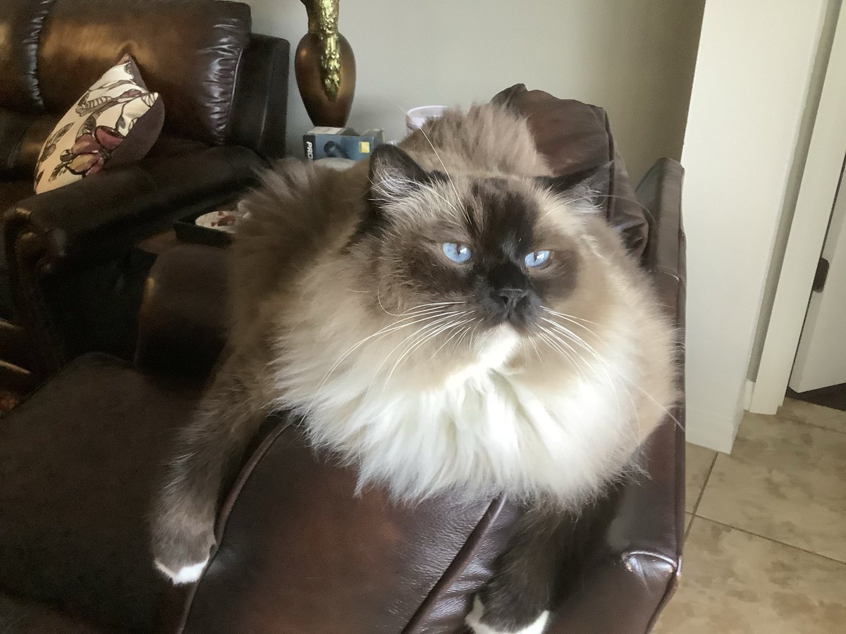 DrDelaneyKirk 🐾 tweet media