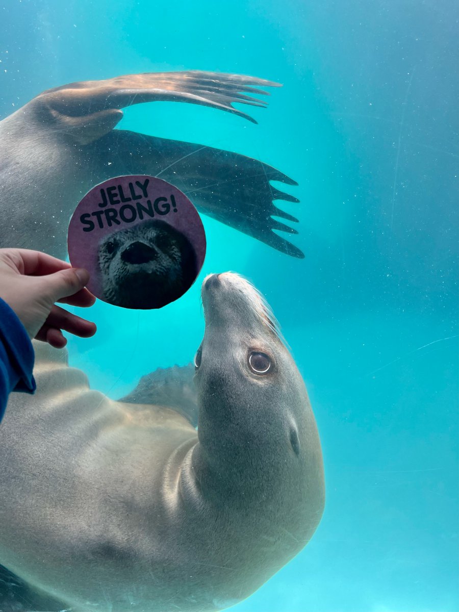LIaquarium's tweet photo. You won't sea me lion about being #JellyStrong 🦦💕

Please join the Long Island Aquarium and I as we fundraise to make a difference in the fight against breast cancer! I want you to know that every dollar will be going to the American Cancer Society’s programs and services. https://t.co/W4zLI7BP1A