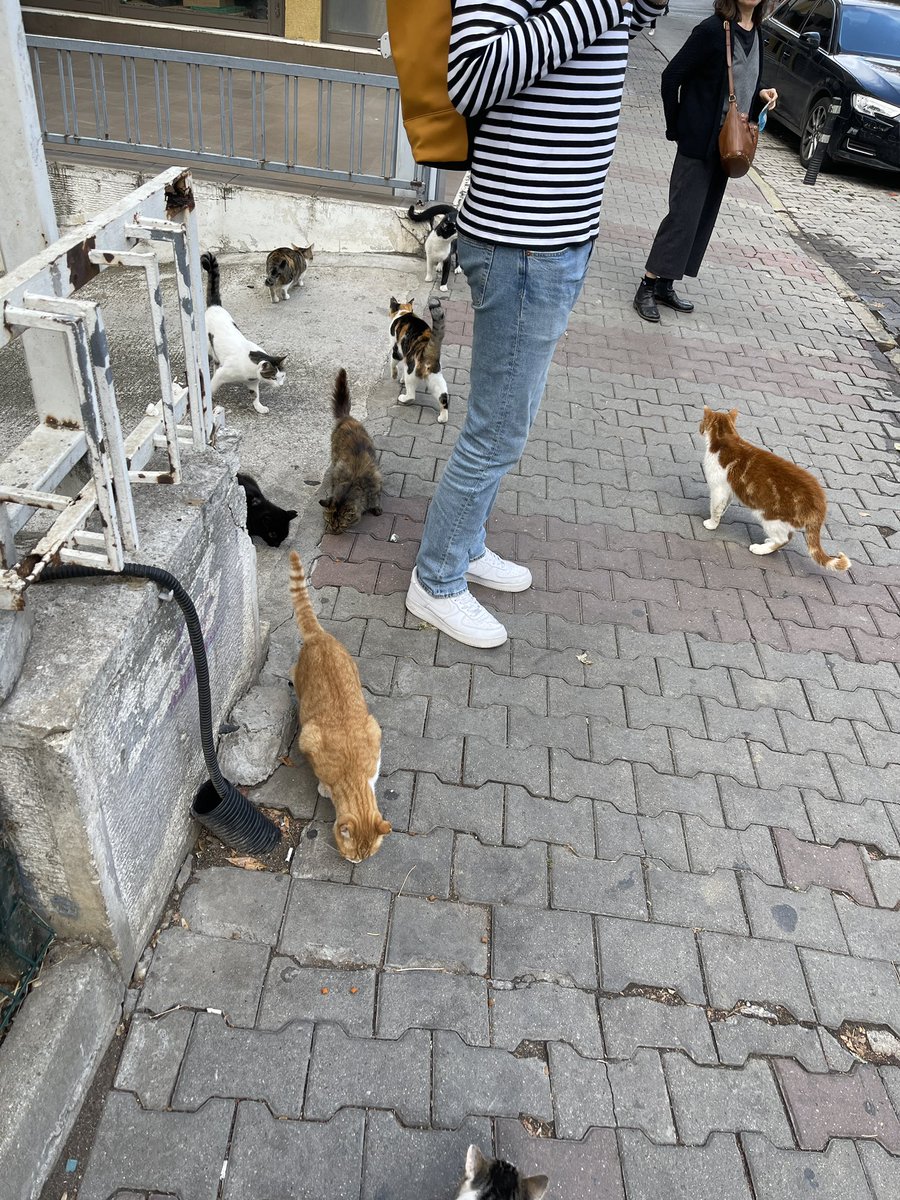 SEWON212's tweet photo. Thank you Istanbul! Your cats are so wonderful!❤️🇹🇷🐈  #catlover #Caturday #Turkiye https://t.co/sC0Ma9gdhy