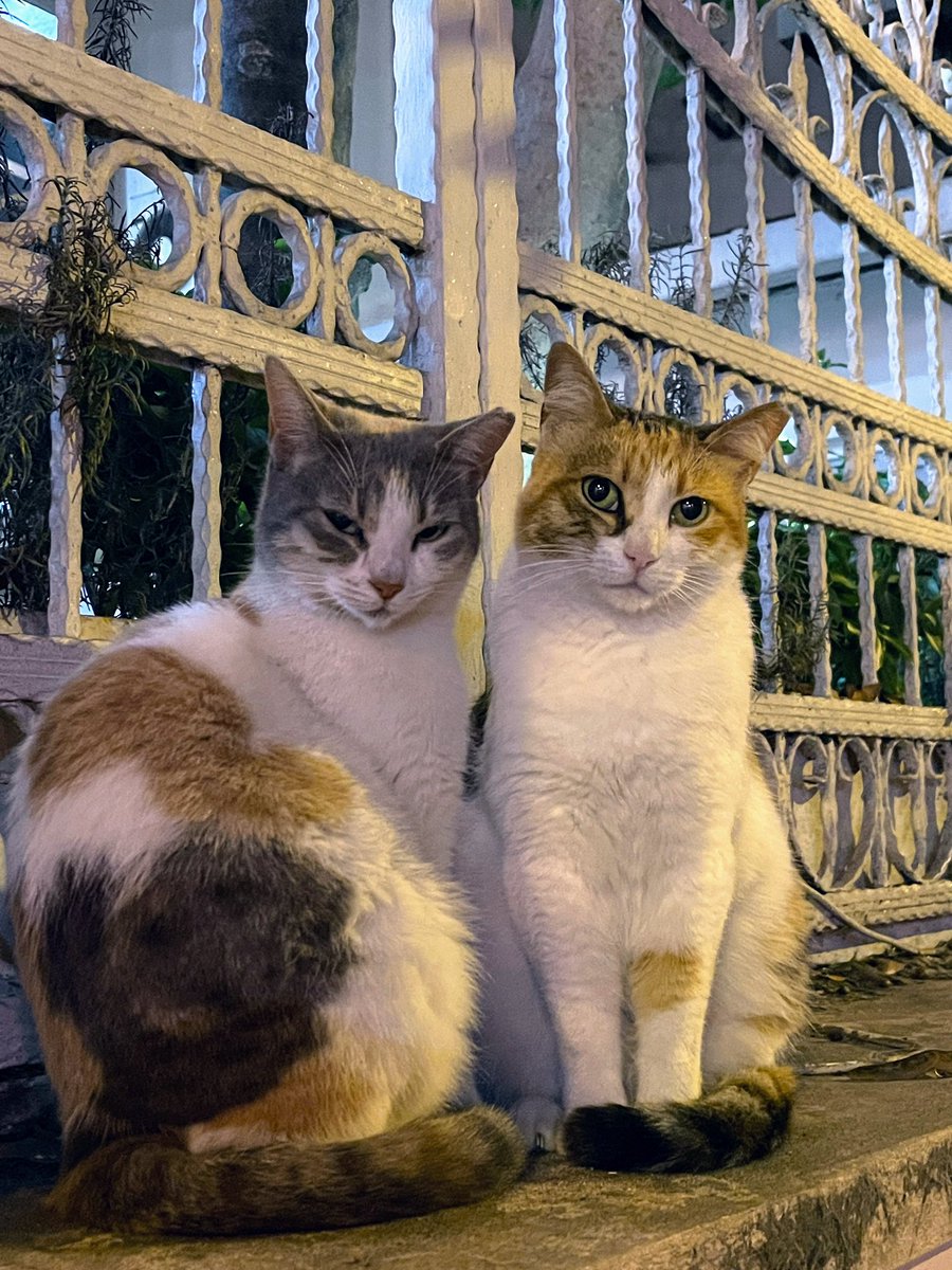 SEWON212's tweet photo. Thank you Istanbul! Your cats are so wonderful!❤️🇹🇷🐈  #catlover #Caturday #Turkiye https://t.co/sC0Ma9gdhy
