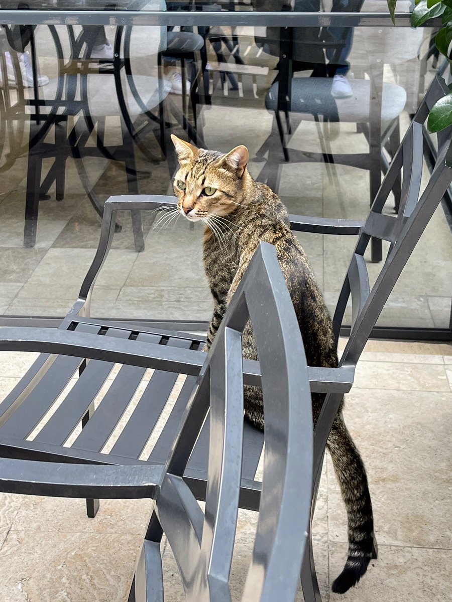 SEWON212's tweet photo. Thank you Istanbul! Your cats are so wonderful!❤️🇹🇷🐈  #catlover #Caturday #Turkiye https://t.co/sC0Ma9gdhy