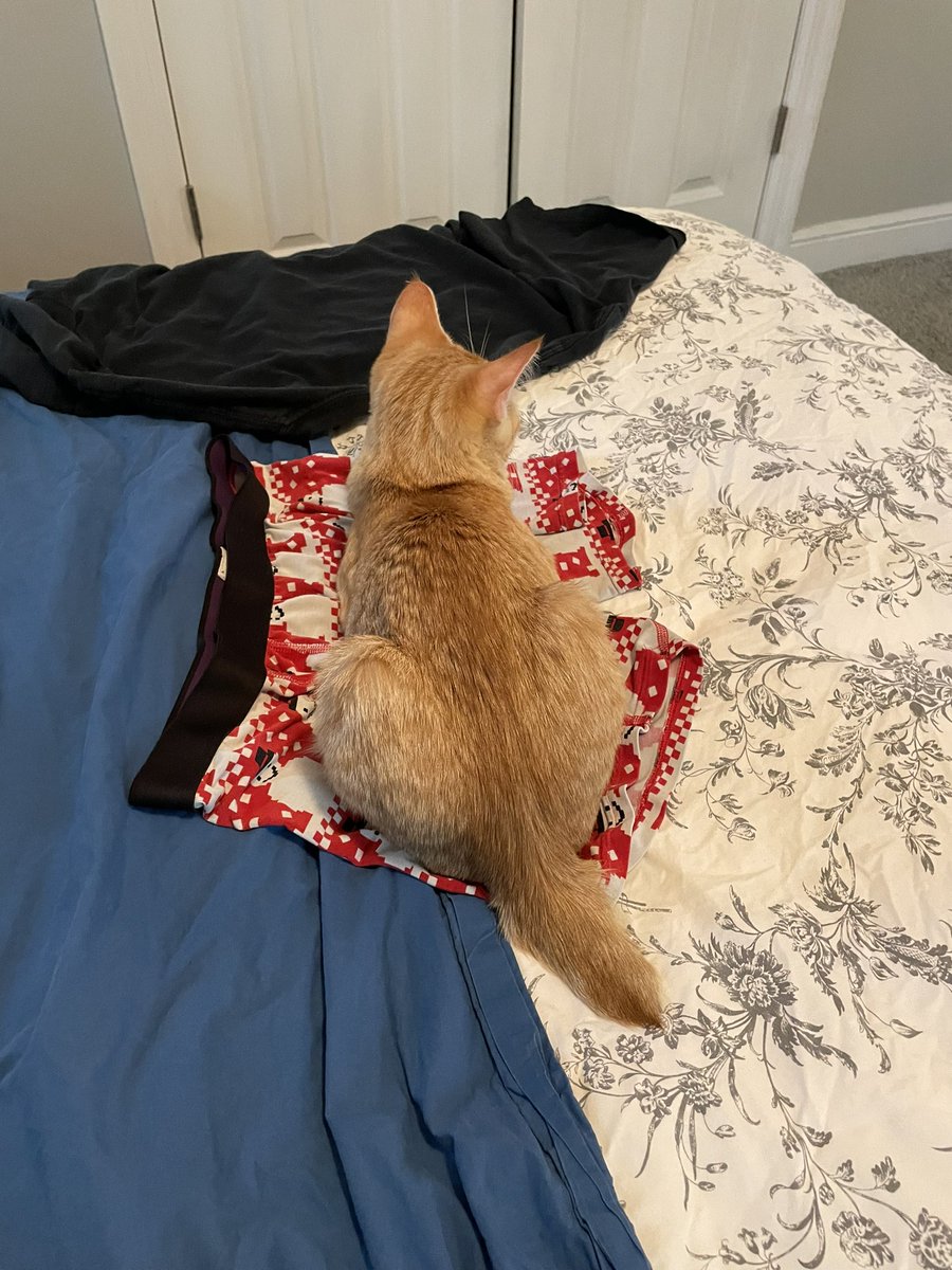 alylandDOTcom's tweet photo. @QuintonLucasKC On my hubs’ skivvies! https://t.co/UPUbxnykgm