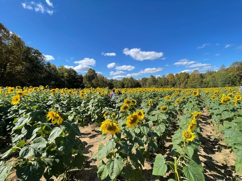 MuslimLifeRVA's tweet photo. Tomorrow, you can get free entry to Chesterfield Berry Farm if you work in public service (healthcare, education, public safety, state+local gov). It's a great outing, especially if you have young children! https://t.co/XaYAYV2kKp
