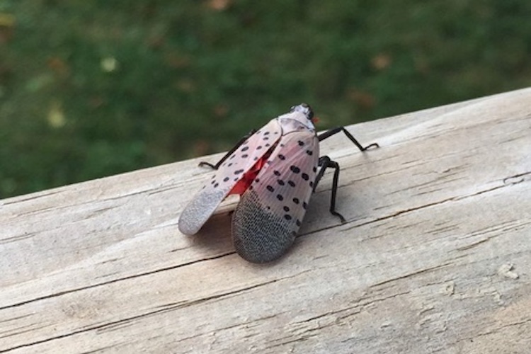 growernews's tweet photo. Another workshop has been announced by @omafra to inform growers about the threat of spotted lanternfly. It’s Oct 17 at 7 pm hosted at Pelee Island Winery, Kingsville. To register, link here: https://t.co/Y7AVewnlY3
https://t.co/MAbG48Q2xD
Photo courtesy Invasive Species Centre https://t.co/8vEJeEczI1