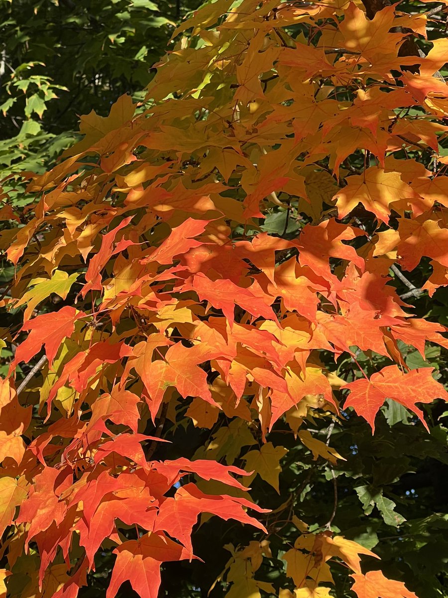 HankWH's tweet image. Red alert! #FallingForFall