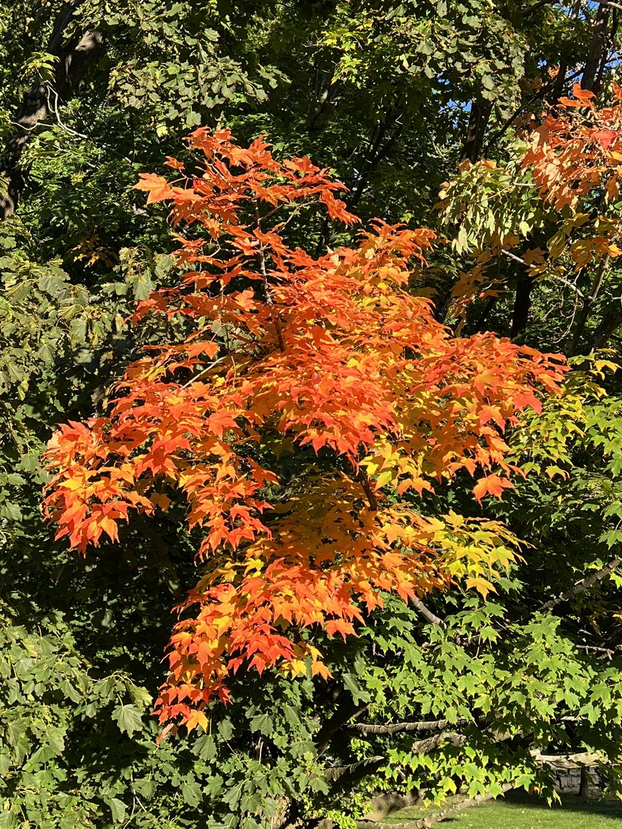 HankWH's tweet image. Red alert! #FallingForFall