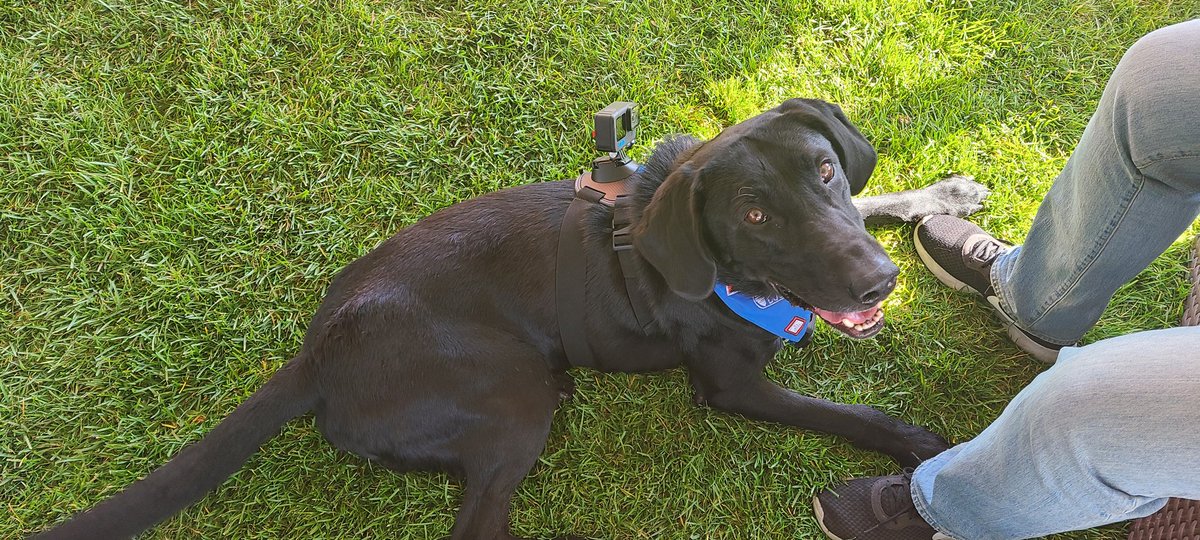 IT'S HOMECOMING! Come say hi to the best boy Blitz! We're doing photos at the parent tailgate at DeChevrieux Field! See you there!! 🐾🐶 #BSU #boisestateuniversity #bsufootball #homecoming #bsu