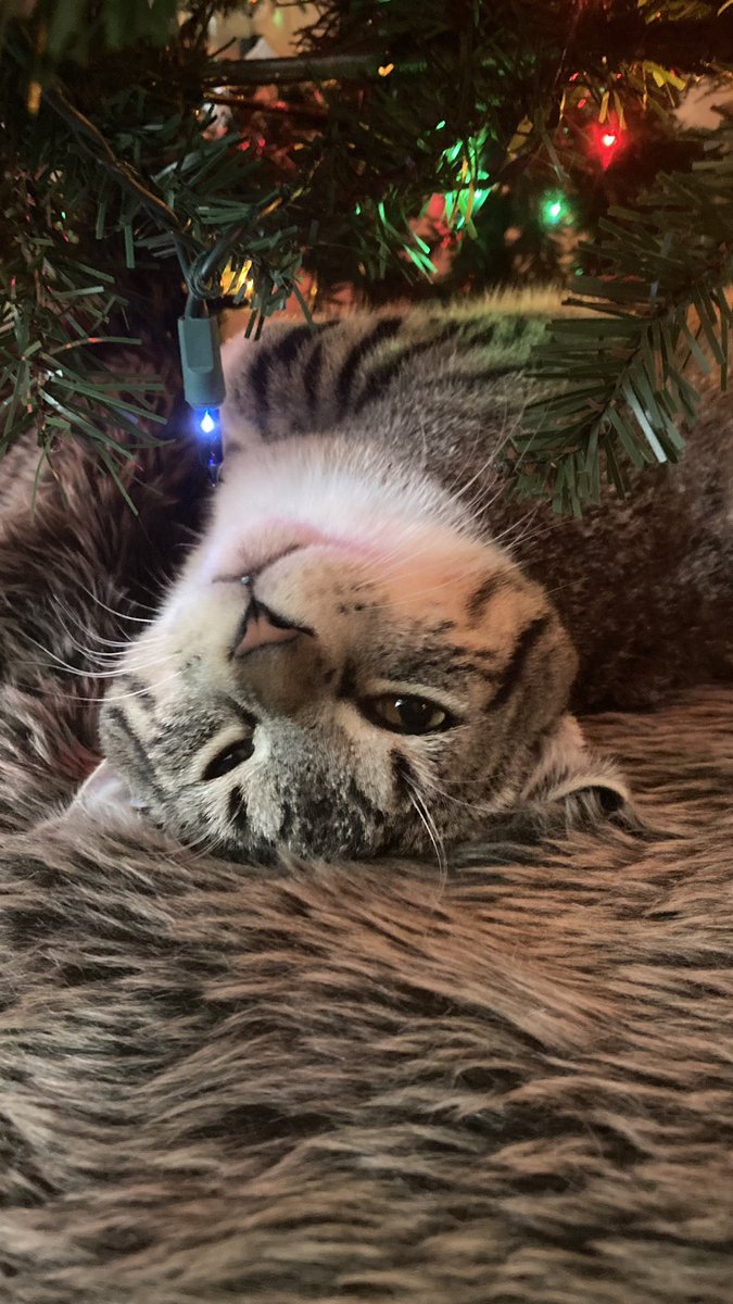 MariaGetIkea's tweet photo. @NikiLeeTompkins can i trade you some cat pics FOR some cat pics?🐟 https://t.co/0nz9Bwkcww