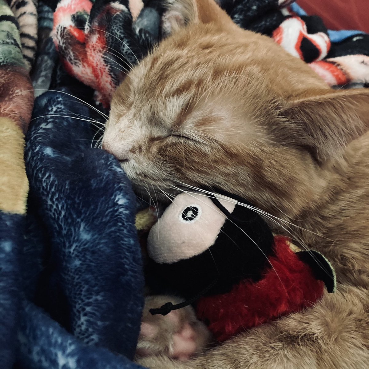 MariaGetIkea's tweet photo. @NikiLeeTompkins can i trade you some cat pics FOR some cat pics?🐟 https://t.co/0nz9Bwkcww