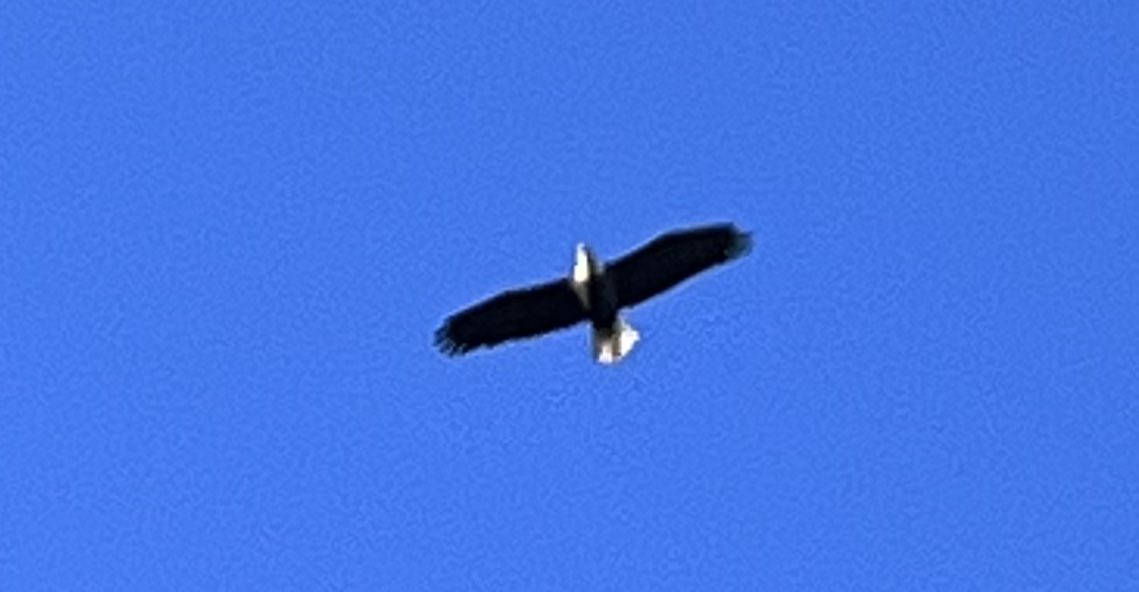 GregNicholas525's tweet photo. Nice to see bald eagles return locally! https://t.co/LQi4oNULdn