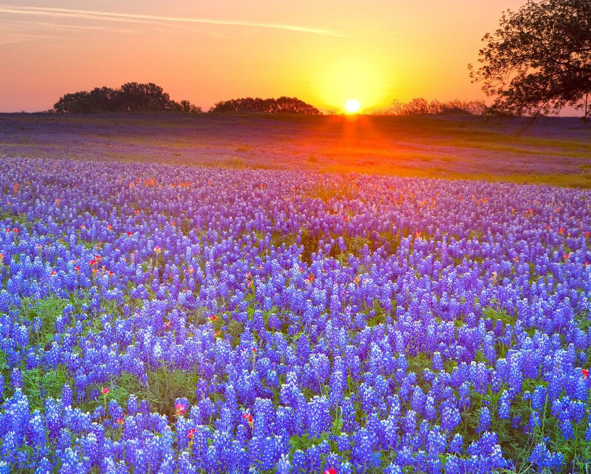 TerriCranberry's tweet photo. Texas bluebonnets... https://t.co/Lw7bkPmc6M
