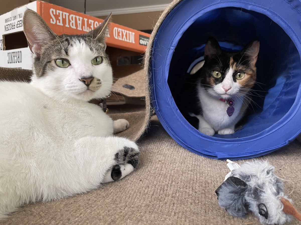 MCSR Cats tweet media