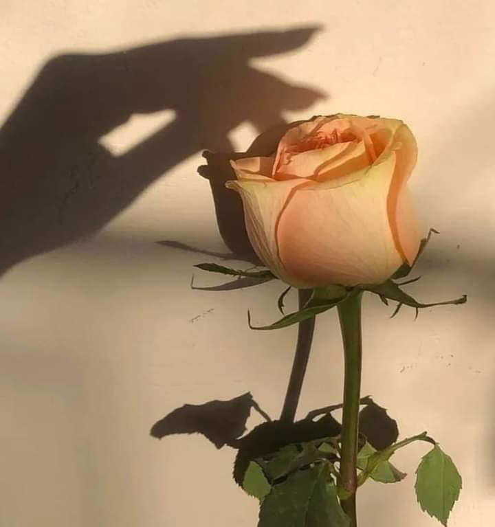 عطر الياسمين. 🌸 tweet media