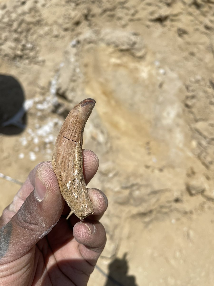 Aldo Benites-Palomino tweet media