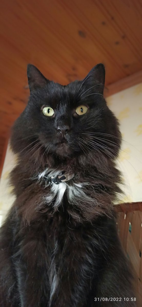 pelargona's tweet photo. "So.. #Caturday is over, and it's night, but I'm not sleepy." #CatsOfTwitter  #CatsOfSweden https://t.co/XJqiy8BDWw