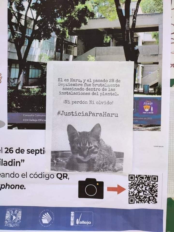 Veldora_14's tweet photo. #JusticiaParaHaru

"El pasado 28 de septiembre un gato fue torturado hasta la muerte dentro del Colegio de Ciencias y Humanidades Plantel Vallejo de la UNAM. Haru, pertenecía a un colectivo mixto dentro de la institución https://t.co/0metzlIw62
