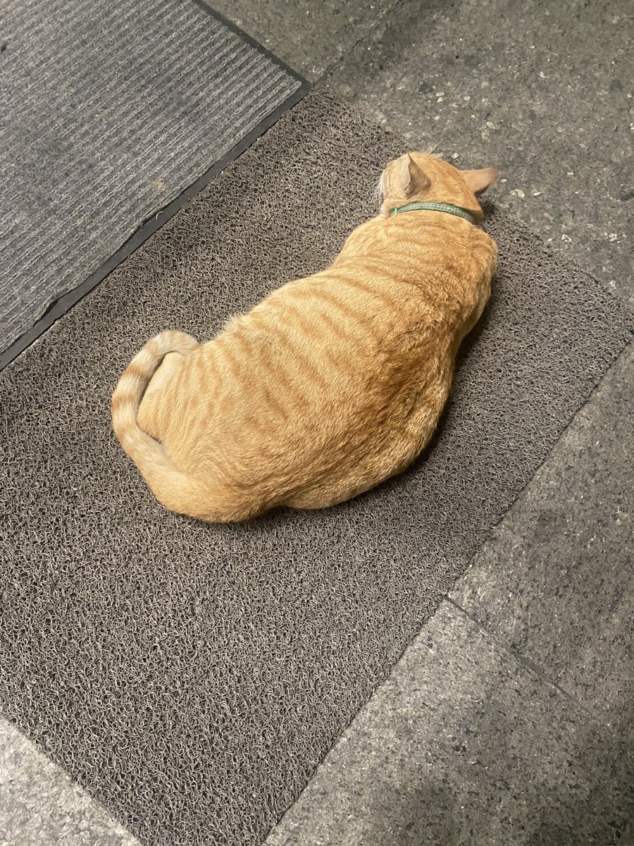 anjxxiety's tweet photo. bebi chonk 😅 #catsofbgc #chonkycat https://t.co/H2GVx5iXbS