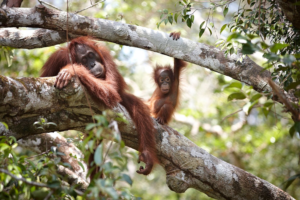 OrangutanTOP's tweet photo. Two spaces left in our Feb 2023 #CentralBorneo tour with @OrangutanO! Join #LeifCocks in the #TanjungPutingNationalPark, see orangutans in their habitat, visit the BOSF centre at Nyaru Menteng.
https://t.co/7ksyhGF0R2
#TheOrangutanProject #TOP #EcoTour https://t.co/Ek0UcEz80s