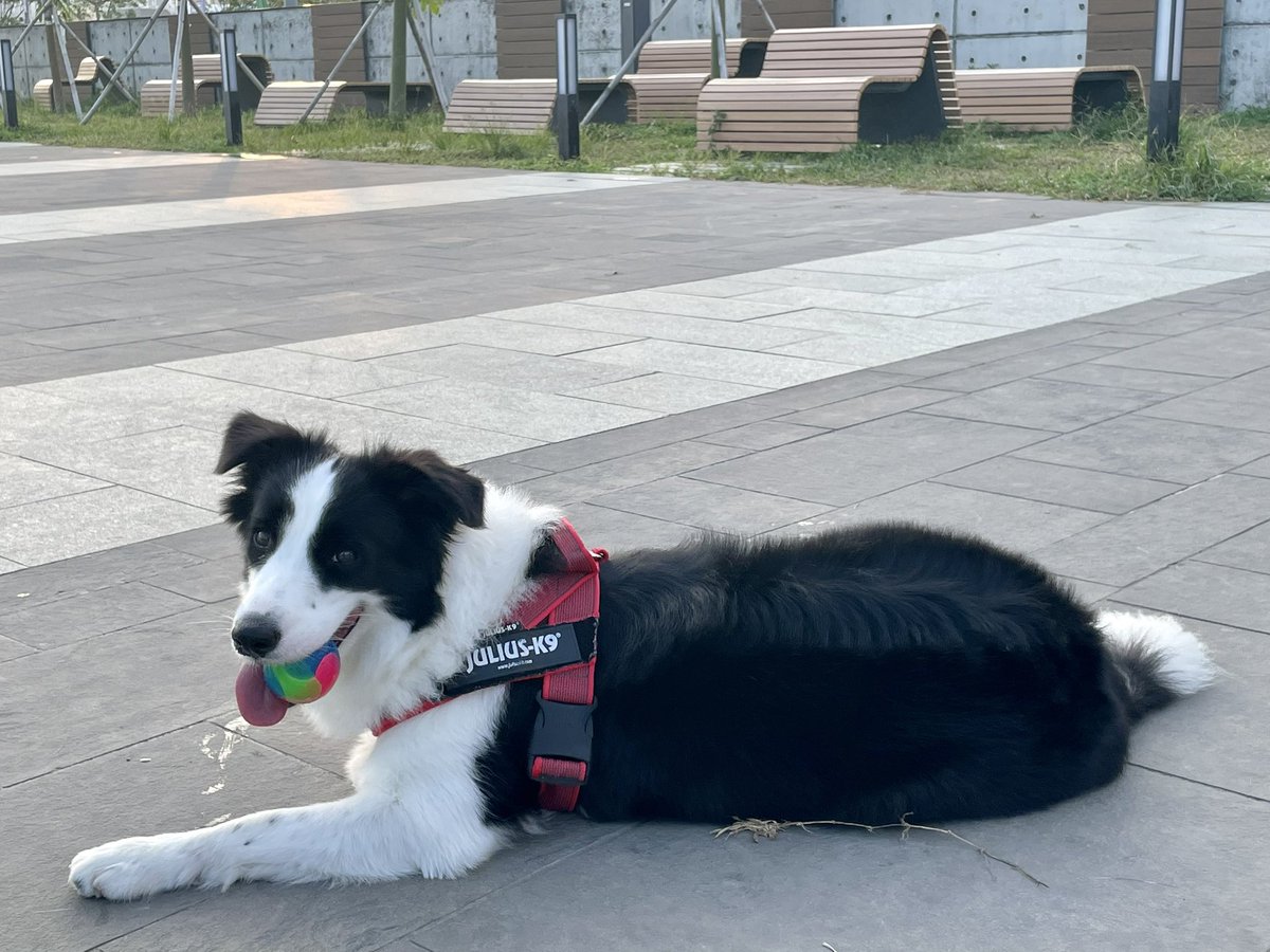 おはようございます😄
ルミィ地方今日も涼しめです😃
#dogsoftwitter #twitterdogcommunity #dog #bordercollie #犬のいる生活