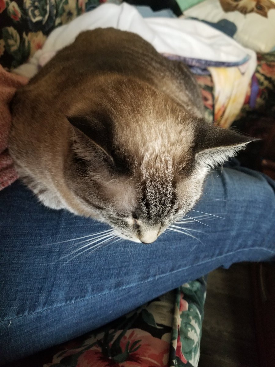 twistedgecko23's tweet photo. After 2 years with me (or is it 3?) #MissMatilda is finally a bona fide lap cat. #fosterfail #CatsOfTwitter #cats #AdoptDontShop https://t.co/A3ByacUipK