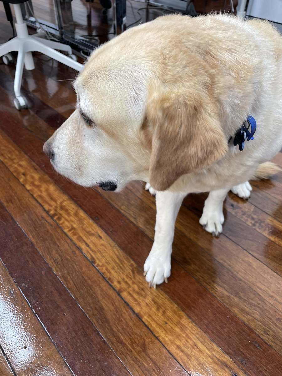 The 3 things you need on the rare day you go into the office for work: good coffee next door, a keto-friendly cafe nearby and an office doggo #ketolifestyle #thedream #loveyourwork #remoteworklife #officeday