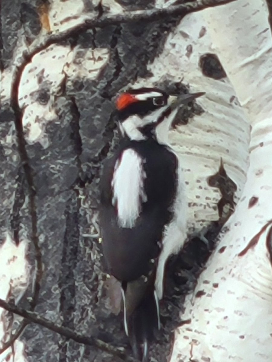 jason IN flagstaff tweet media